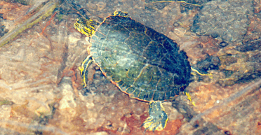 Нерухомі, але живі: черепахи, які впали в сплячку в замерзлому озері, вразили соцмережі (відео)