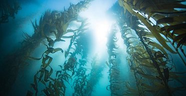 Крупнейший подводный лес в мире терпит крах: ученые 40 лет наблюдают за трагедией