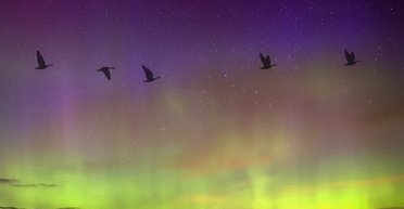 Через сувору погоду в космосі страждають птахи на Землі: що з'ясували вчені