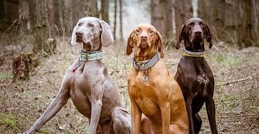 Ваш вірний і прив'язливий друг: 5 порід собак, які завжди будуть поруч (фото)