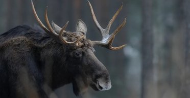 36 кг за одне літо: названо тканину, яка у ссавців росте найшвидше
