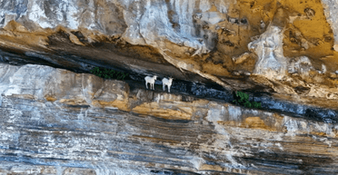 Живуть там уже 200 років: на острові без прісної води знайшли стадо дивних кіз (фото)