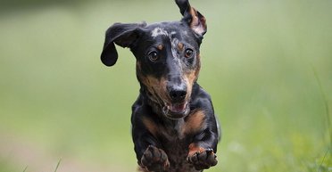 Овчарки в списке нет: топ самых быстрых в мире пород собак (фото)