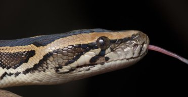 Учені з'ясували, яким чином величезні змії перетравлюють свою здобич разом із кістками (фото)