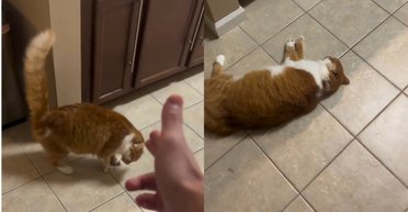 Идеальная игра на Оскар: кот проявил актерские способности и покорил сеть (видео)