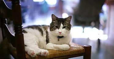 "Передбачав смерть": кіт притискався до людей в останні хвилини їхнього життя (фото)