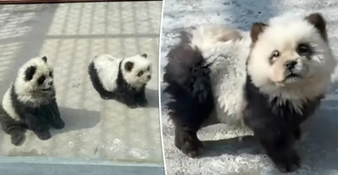 Зоопарк влип в скандал из-за "панд", которые на самом деле оказались собаками (фото)