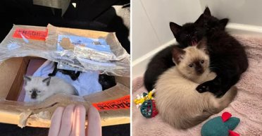 Герой дня: чоловік помітив коробку під вантажівкою і запобіг трагедії (фото)