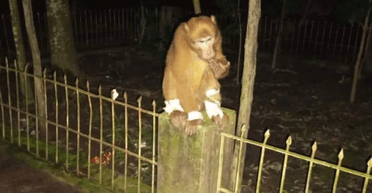 Здивувала медиків: мавпа тричі сама зверталася до лікарні, де їй надавали допомогу