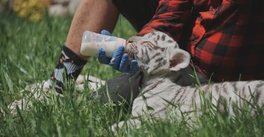 Виховані собакою: як живуть унікальні білі тигри під Харковом (відео)