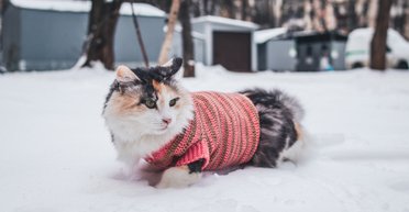 Мокрий сніг, дощ і різке похолодання: якою буде погода в Україні на вихідних, — Діденко