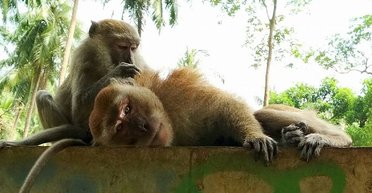 Макаки Тон Сая. Инструкция по выживанию с обезьянами