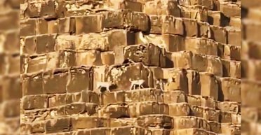 Підкорювачі вершин: у Єгипті помітили ще більше собак, які прогулюються пірамідами (відео)