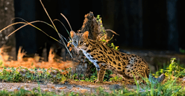 Самый маленький среди самых маленьких: археологи раскопали окаменелость древнего вида котов