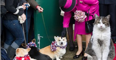 Хвосты, которые виляют королями. Коты и собаки сильных мира сего