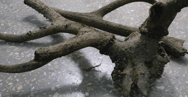 Животное жило более трех веков назад: житель Запорожья наткнулся на уникальную находку