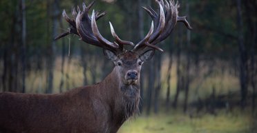 В Україні застрелили унікального оленя: власник каже, що це було замовне вбивство