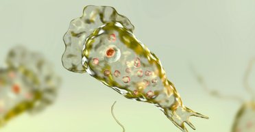 Новая растущая угроза для людей: человечество пугают амебами, пожирающими мозг