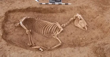 Необычное захоронение: в пригороде Штутгарта обнаружено 1800-летнее кладбище римских кавалерийских лошадей