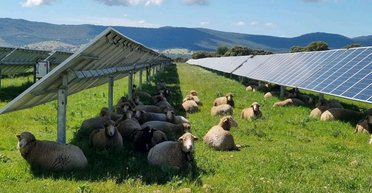 Хто такі "сонячні вівці" і як вони змінюють зелену енергетику на краще