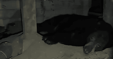 Новий сусід: величезний ведмідь "переїхав" у підвал подружньої пари (відео)