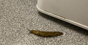 Чоловікові порадили "спалити будинок" після того, як він побачив величезного слимака (фото)