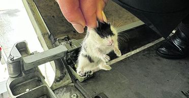 130 хом'яків примудрились втекти зі своїх кліток й "змусили" пілота йти на посадку (фото)