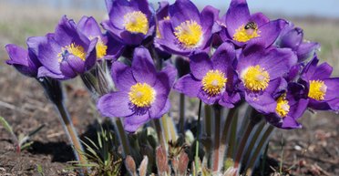 Ця квітка може бути небезпечною: що варто знати про сон-траву (фото)