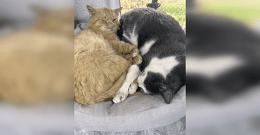 "Був нервовий сміх і шок": волонтери показали кота з незвичайним носом (фото, відео)