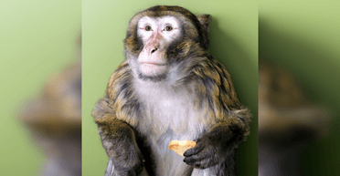 Макака в Гостомелі втік від власників і бігав містом: його прихистив зоопарк (фото)