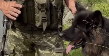 Боятся больше оружия: как служебные собаки ГПСУ ловят возле Тисы беглецов (видео)