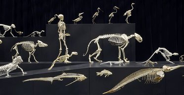 Аномалия в мире млекопитающих: только слоны и люди не имеют этой кости (фото)