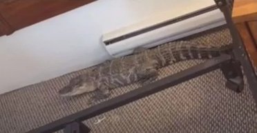 "Не чувствовал страха": уборщики нашли в номере мотеля аллигатора, что было дальше