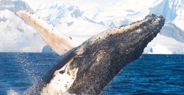 Антарктическое шоу: горбатый кит удивил украинских полярников возле станции Вернадский (фото)