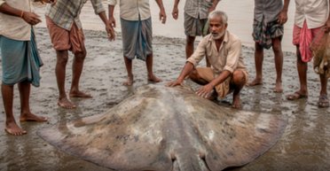 В реке поймали огромную рыбу весом 300 килограммов: рыбаки боролись с ней 2 часа