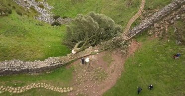 В Британии вандалы получили реальный срок за "убийство" дерева: сколько лет им дали