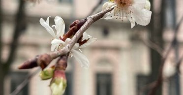 В Киеве на два месяца раньше зацвели сакуры: в КГГА заявили о "тревожном сигнале" (фото)