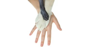 Еволюція вірить у щасливі числа: чому у більшості ссавців п'ять пальців