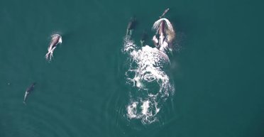 Уперше в історії косатки і дельфіни полювали спільно: у лососів не було шансу (відео)