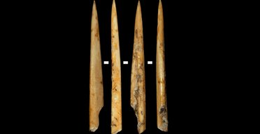 Имели особое значение: ученые сделали неожиданное открытие о назначении древних костяных инструментов