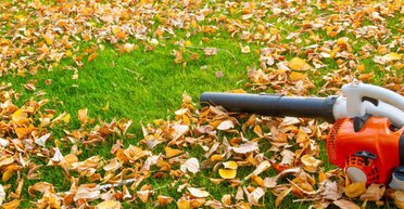 Чому восени не варто прибирати листя у дворі: і лінь тут не головна причина