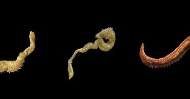 У цих морських істот виявлено секрет виживання у смертельних крижаних водах Антарктиди (фото)