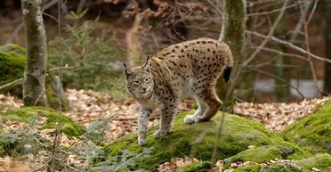 Щось тут не так: 1500-річне поховання рисі з чотирма собаками спантеличило археологів