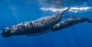 Кашалоты умеют то, что ранее считалось уникальным для человека: что это за способность