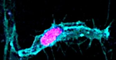 Підручники з біології доведеться викинути: вчені спростували основоположне правило (відео)