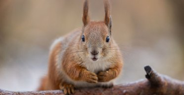 Аномально теплая зима: сразу 11 городов Украины обновили температурные рекорды