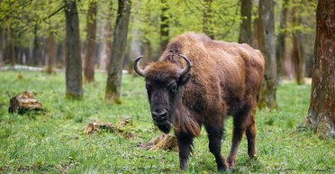 Залишалося лише 24 особини: на Волині розстріляли червонокнижного зубра