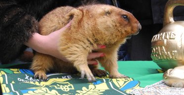 Народные синоптики. День сурка и другие праздники, предсказывающие погоду