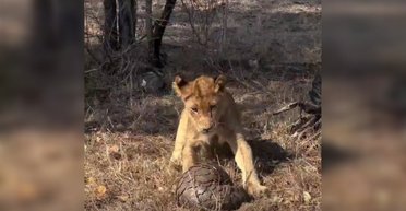 Лев, що крадеться, та хитрий панголін: учені зняли кумедний випадок у дикій природі (відео)