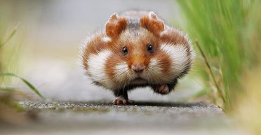 Марафон хомячков. Участие в Революции Достоинства по факту не дает никому достоинства